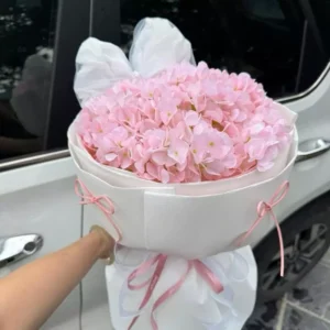 Hoa Cẩm Tú Cầu hồng